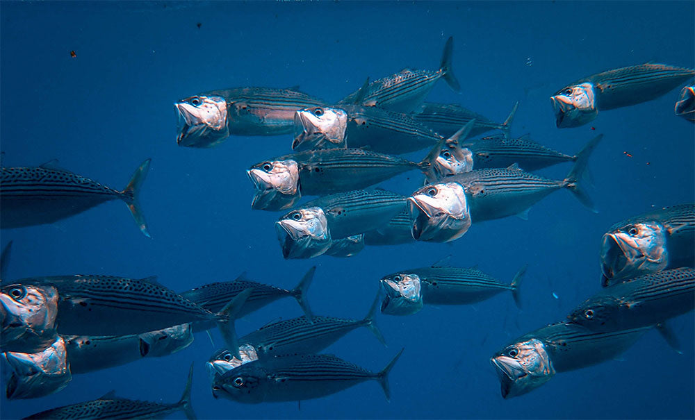 Do Not Order These Four Types Of Fish