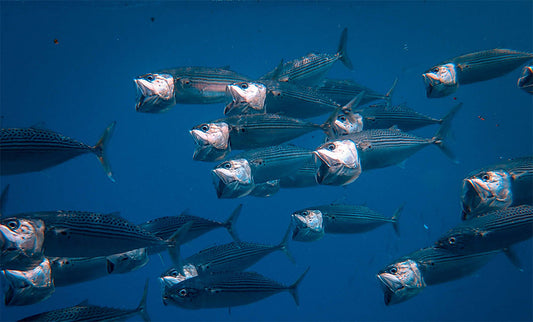 Do Not Order These Four Types Of Fish