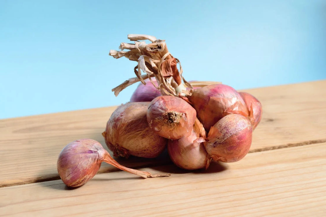 Onions, Chocolate and Your Sense of Smell
