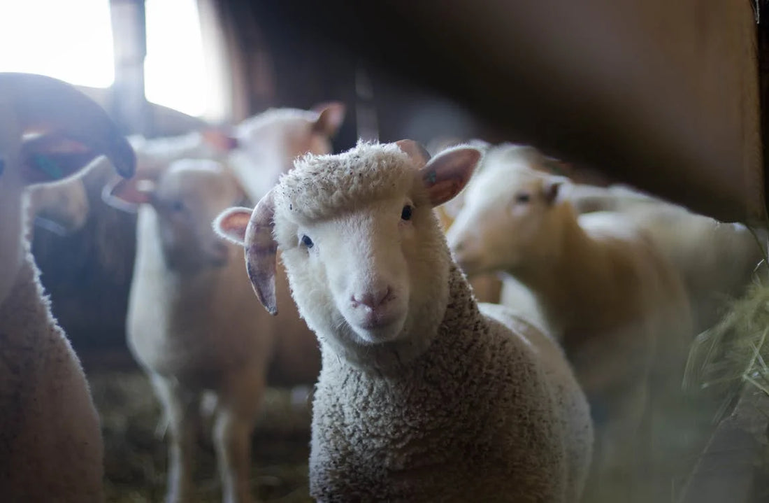 Is "Humanely Raised" Meat Worth the Price?